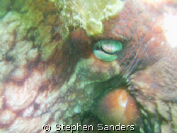 this is a close up of a giant pacific octopus found in ho... by Stephen Sanders 
